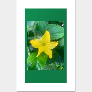 Cucumber flower Posters and Art